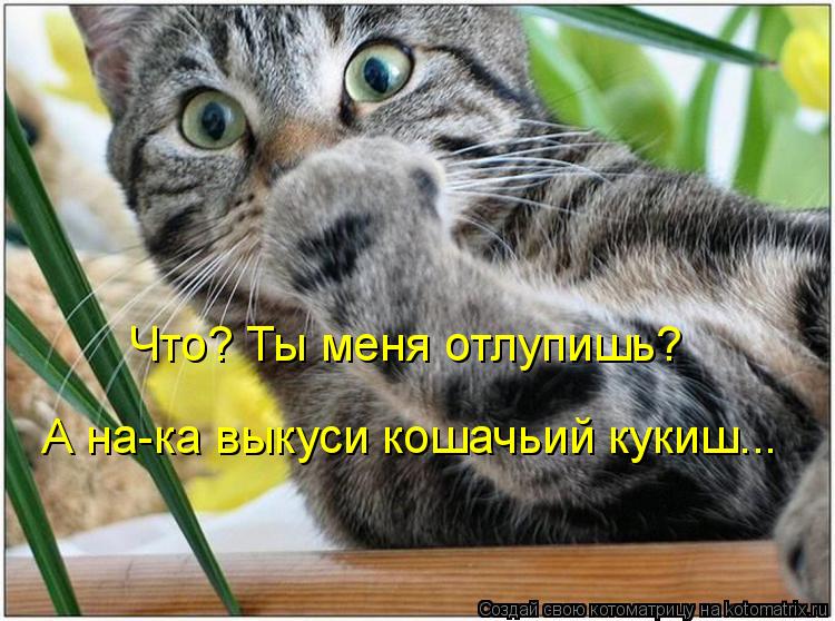 Что? Ты меня отлупишь? А на-ка выкуси кошачьий кукиш...... Котоматрица: Что? Ты меня отлупишь? А на-ка выкуси кошачьий кукиш...