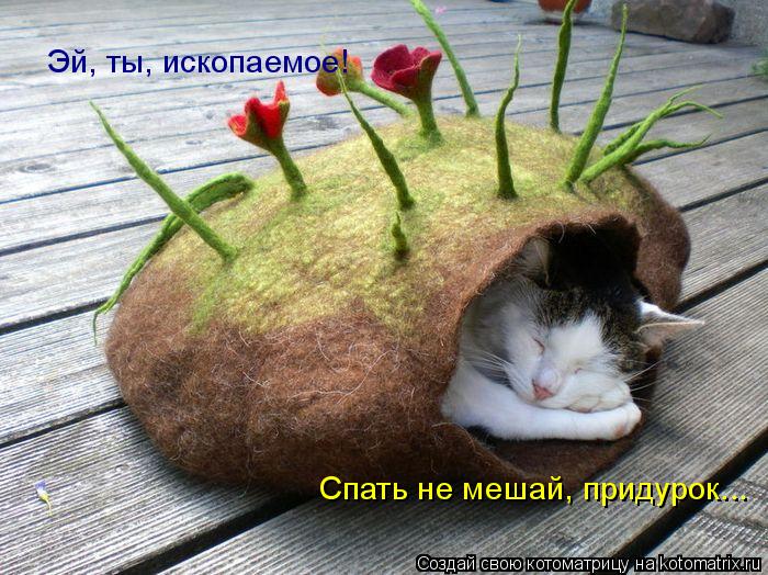 Эй, ты, ископаемое! Спать не мешай, придурок...... Котоматрица: Эй, ты, ископаемое! Спать не мешай, придурок...