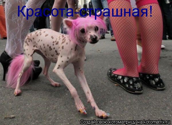 Котоматрица: Красота-страшная!