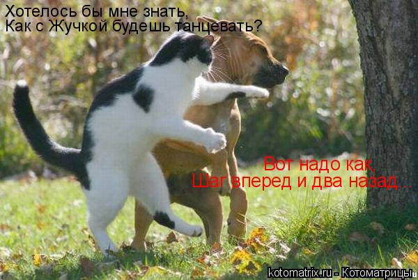 Котоматрица: Хотелось бы мне знать, Как с Жучкой будешь танцевать? Вот надо как, Шаг вперед и два назад...