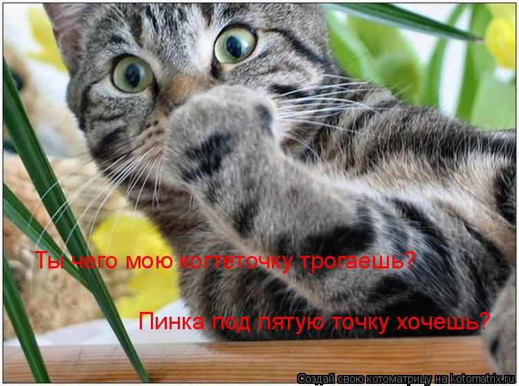 Котоматрица: Ты чего мою когтеточку трогаешь? Пинка под пятую точку хочешь?
