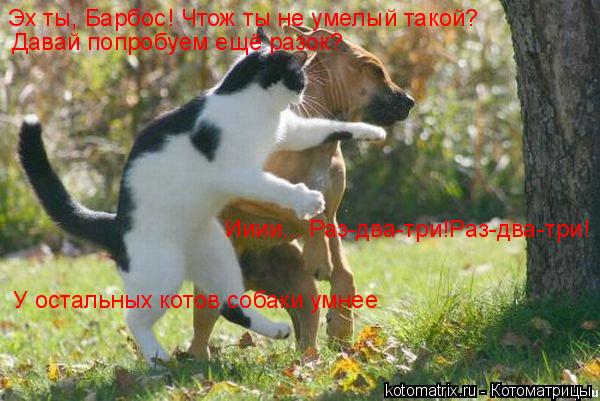 Котоматрица: Эх ты, Барбос! Чтож ты не умелый такой? Давай попробуем ещё разок? Ииии... Раз-два-три!Раз-два-три! У остальных котов собаки умнее