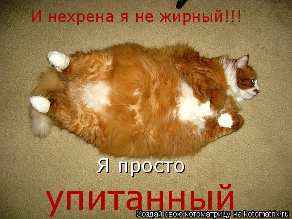И нехрена я не жирный!!! Я просто упитанный... Котоматрица: И нехрена я не жирный!!! Я просто упитанный