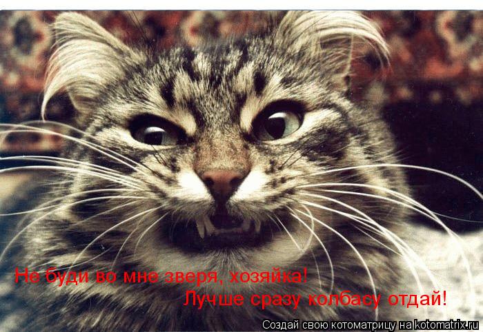Котоматрица: Не буди во мне зверя, хозяйка! Лучше сразу колбасу отдай!