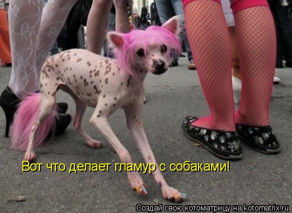 Котоматрица: Вот что делает гламур с собаками!