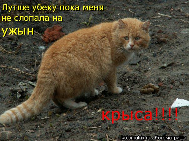 Котоматрица: Лутше убеку пока меня не слопала на  ужын крыса!!!!        крыса!!!!