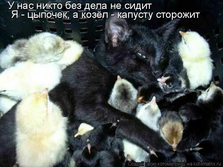 Котоматрица: У нас никто без дела не сидит Я - цыпочек, а козёл - капусту сторожит