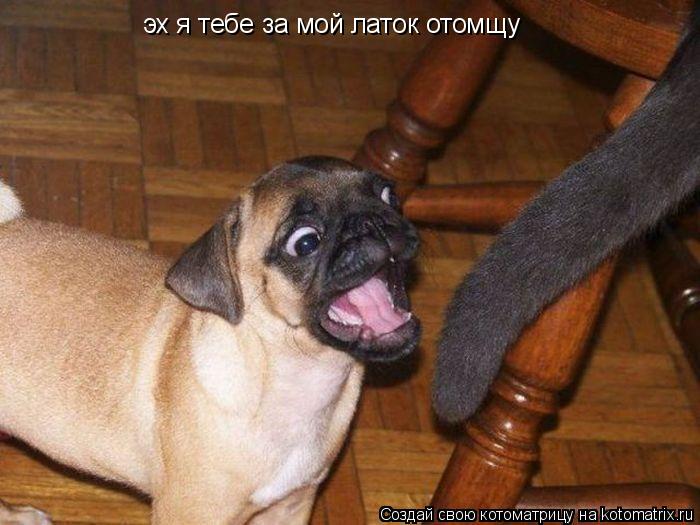 Котоматрица: эх я тебе за мой латок отомщу