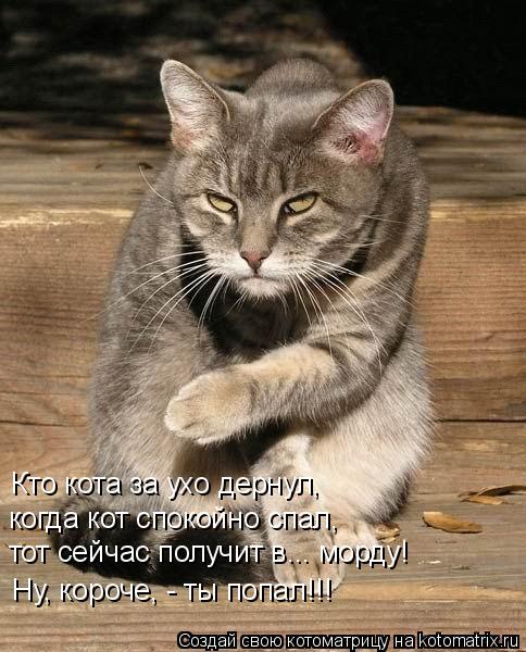 Котоматрица: Кто кота за ухо дернул,  когда кот спокойно спал, тот сейчас получит в... морду! Ну, короче, - ты попал!!!
