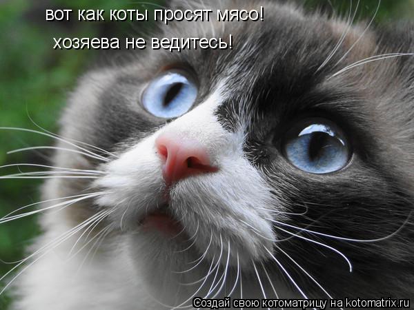 Котоматрица: вот как коты просят мясо! хозяева не ведитесь!