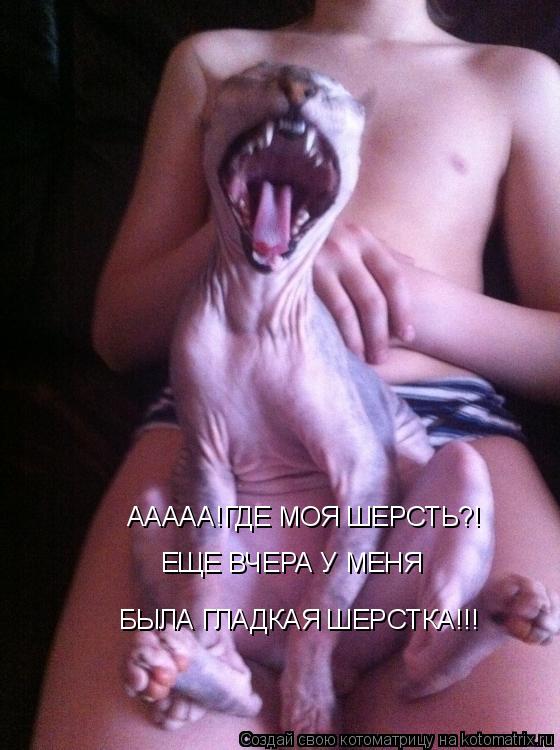 Котоматрица: ААААА!ГДЕ МОЯ ШЕРСТЬ?! ЕЩЕ ВЧЕРА У МЕНЯ БЫЛА ГЛАДКАЯ ШЕРСТКА!!!