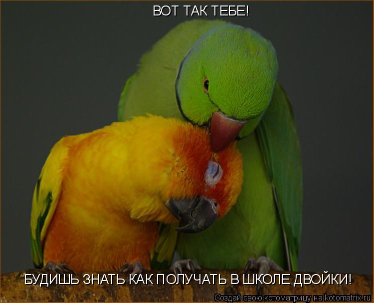 Котоматрица: ВОТ ТАК ТЕБЕ! БУДИШЬ ЗНАТЬ КАК ПОЛУЧАТЬ В ШКОЛЕ ДВОЙКИ!