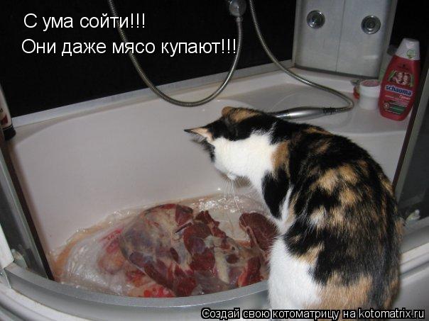 Котоматрица: С ума сойти!!! Они даже мясо купают!!!