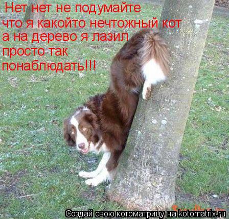 Котоматрица: Нет нет не подумайте что я какойто нечтожный кот а на дерево я лазил  просто так  понаблюдать!!!