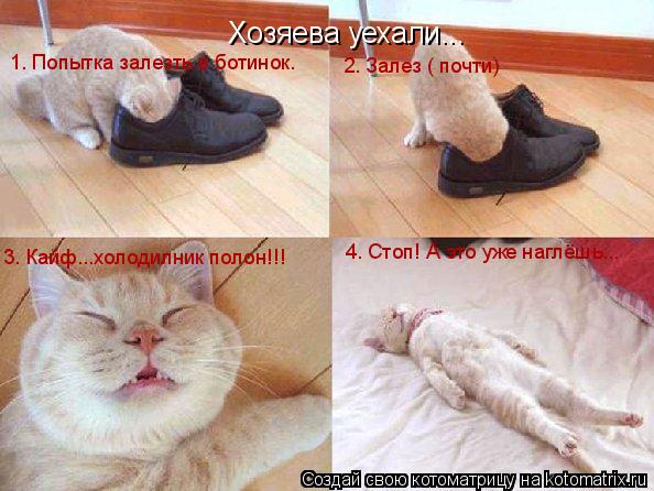 Котоматрица: Хозяева уехали... 1. Попытка залезть в ботинок. 2. Залез ( почти) 3. Кайф...холодилник полон!!! 4. Стоп! А это уже наглёшь...