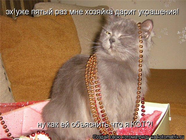Котоматрица: эх!уже пятый раз мне хозяйка дарит украшения! эх!уже пятый раз мне хозяйка дарит украшения! ну как ей объяснить что я КОТ?!