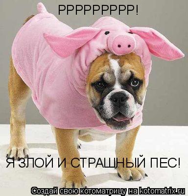 Котоматрица: РРРРРРРРР! Я ЗЛОЙ И СТРАШНЫЙ ПЕС!