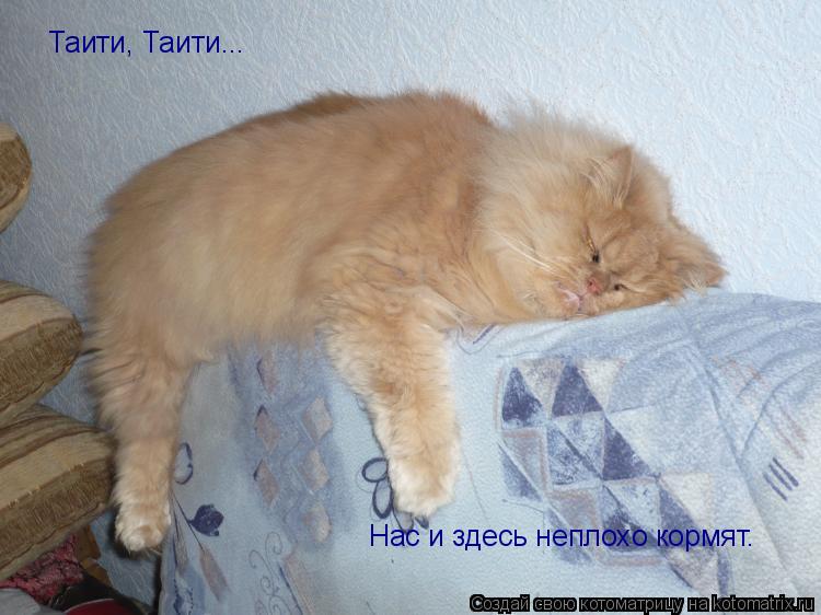 Котоматрица: Таити, Таити... Нас и здесь неплохо кормят.