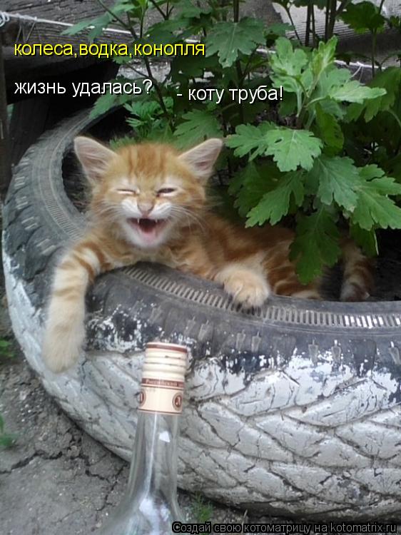 Котоматрица: колеса,водка,конопля жизнь удалась? - коту труба!