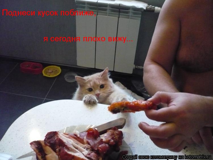 Котоматрица: Поднеси кусок поближе,  я сегодня плохо вижу...