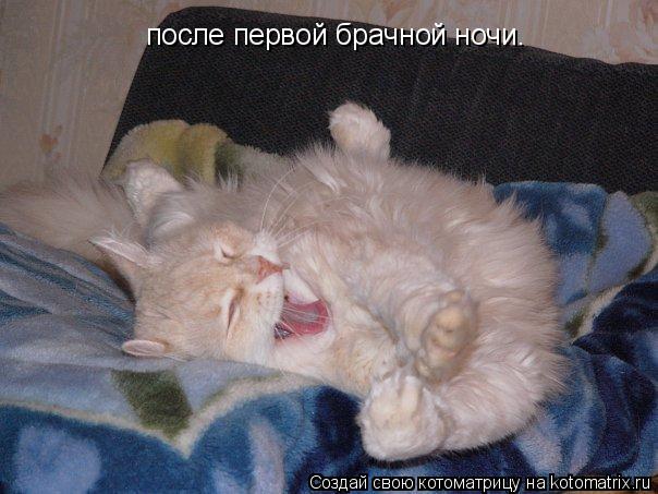 Котоматрица: после первой брачной ночи.