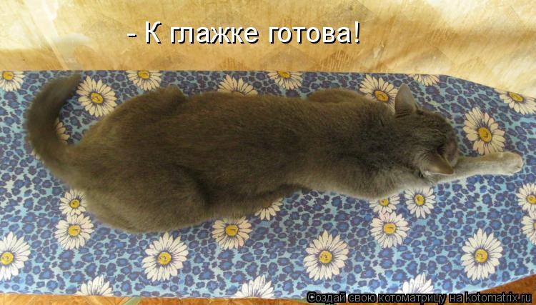Котоматрица: - К глажке готова!