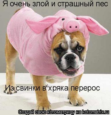 Котоматрица: Я очень злой и страшный пес Из свинки в хряка перерос