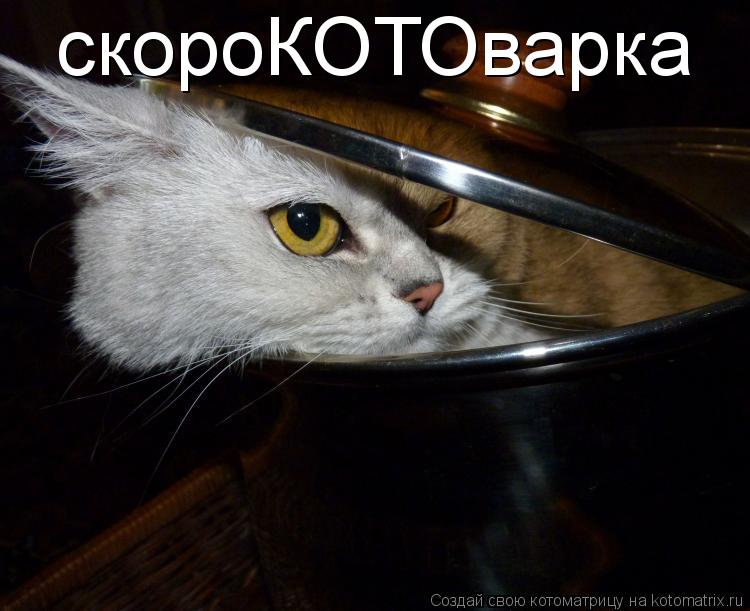 Котоматрица: скороКОТОварка