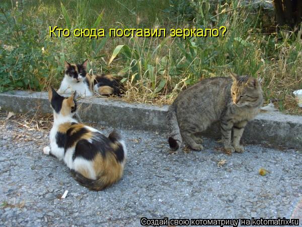 Кто сюда поставил зеркало?... Котоматрица: Кто сюда поставил зеркало?