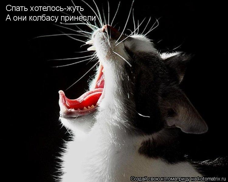 Спать хотелось-жуть А они колбасу принесли... Котоматрица: Спать хотелось-жуть А они колбасу принесли
