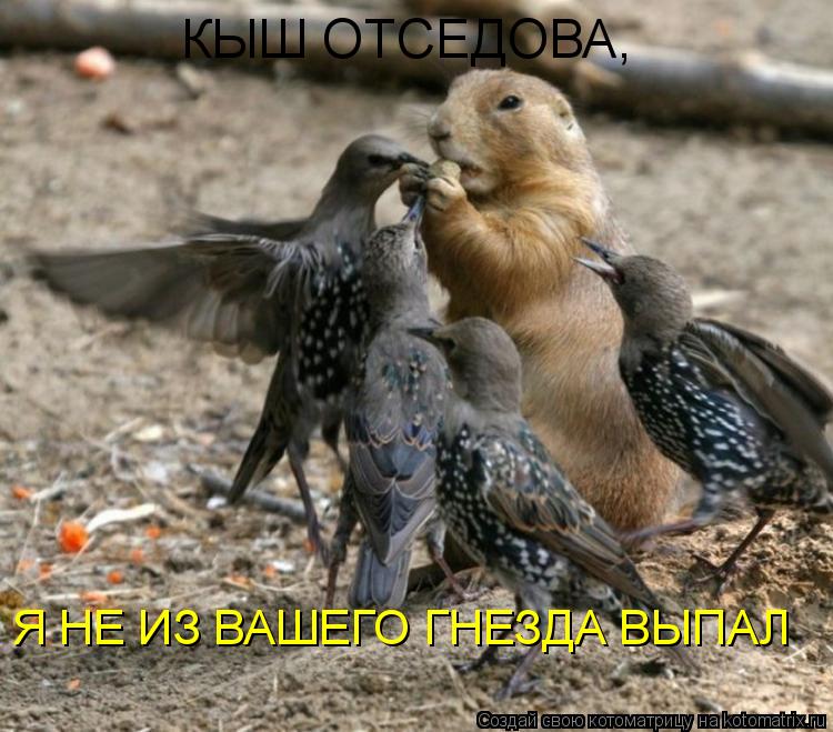 КЫШ ОТСЕДОВА, Я НЕ ИЗ ВАШЕГО ГНЕЗДА ВЫПАЛ... Котоматрица: КЫШ ОТСЕДОВА, Я НЕ ИЗ ВАШЕГО ГНЕЗДА ВЫПАЛ