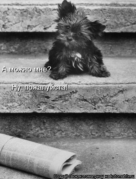 Котоматрица: А можно мне? Ну, пожалуйста!