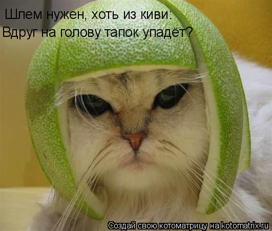 Шлем нужен, хоть из киви: Вдруг на голову тапок упадёт?... Котоматрица: Шлем нужен, хоть из киви: Вдруг на голову тапок упадёт?