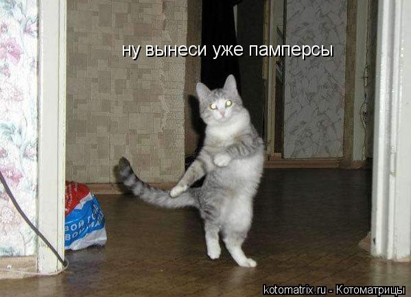 ну вынеси уже памперсы ну вынеси уже памперсы... Котоматрица: ну вынеси уже памперсы ну вынеси уже памперсы
