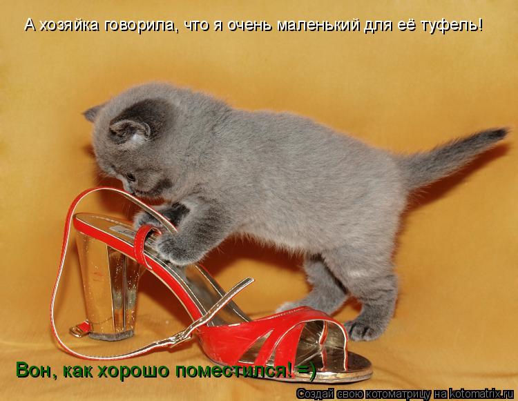 А хозяйка говорила, что я очень маленький для её туфель! Вон, как хорошо поместился! =)... Котоматрица: А хозяйка говорила, что я очень маленький для её туфель! Вон, как хорошо поместился! =)