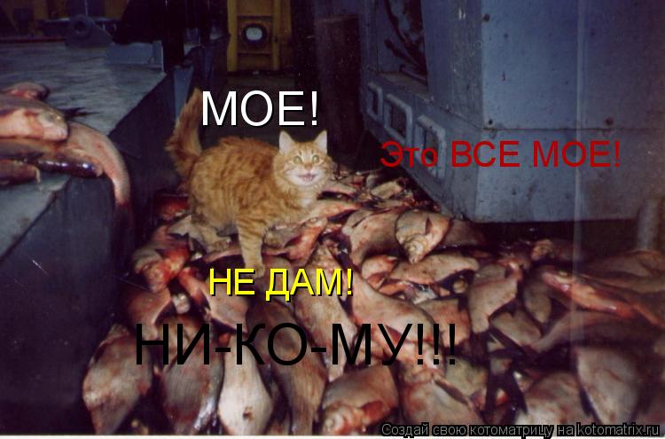 МОЕ! Это ВСЕ МОЕ! НЕ ДАМ! НИ-КО-МУ!!!... Котоматрица: МОЕ! Это ВСЕ МОЕ! НЕ ДАМ! НИ-КО-МУ!!!