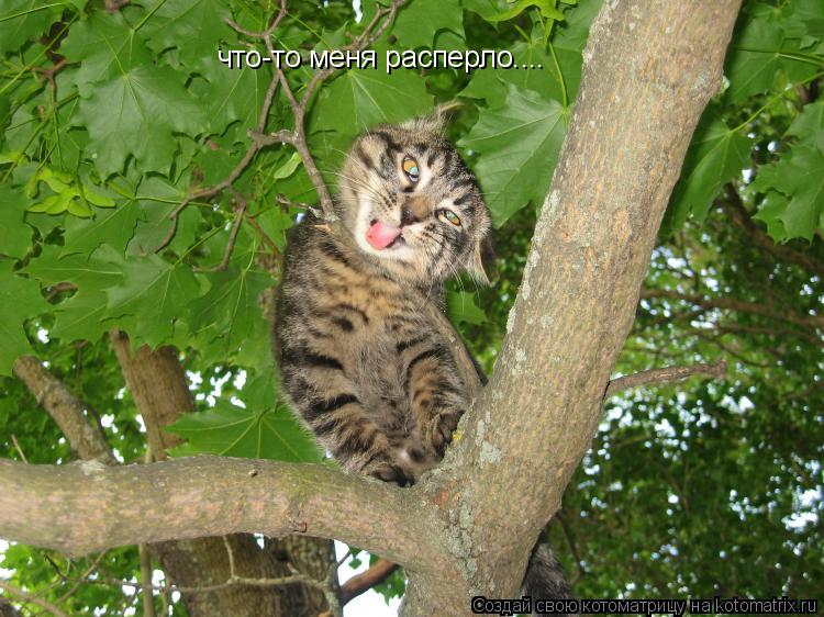что-то меня расперло....... Котоматрица: что-то меня расперло....