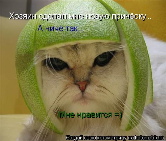 Хозяин сделал мне новую причёску... А ничё так... Мне нравится =)... Котоматрица: Хозяин сделал мне новую причёску... А ничё так... Мне нравится =)