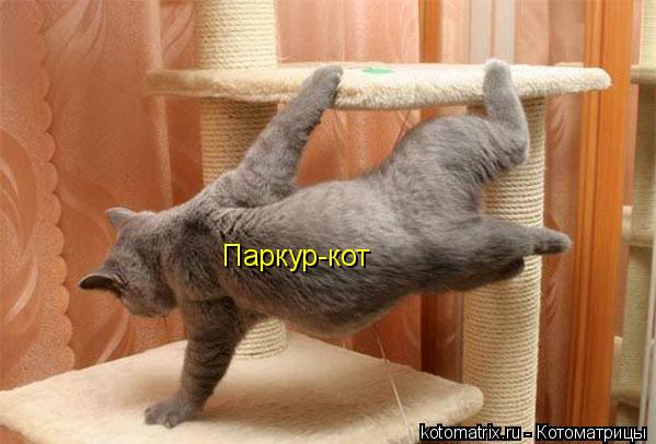 Паркур-кот... Котоматрица: Паркур-кот