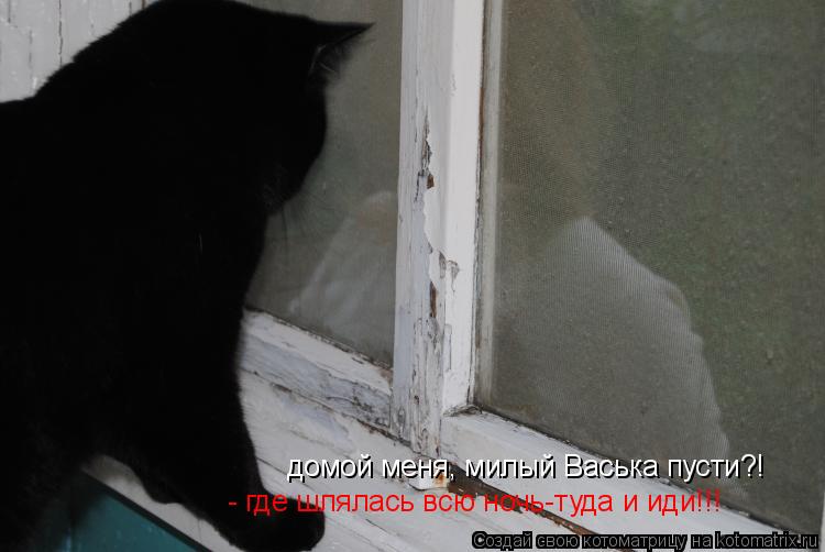 Котоматрица: домой меня, милый Васька пусти?!  - где шлялась всю ночь-туда и иди!!!