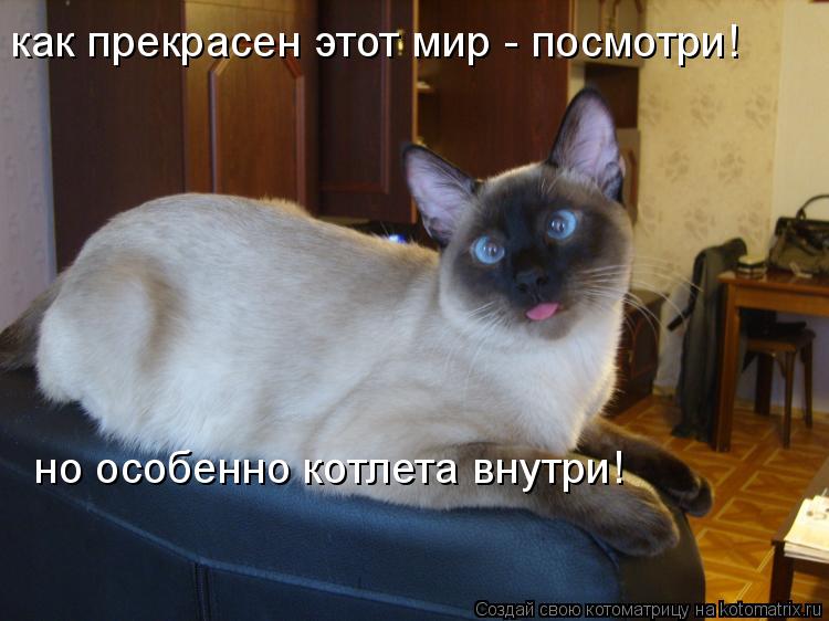 Котоматрица: как прекрасен этот мир - посмотри!  но особенно котлета внутри!
