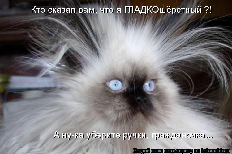 Котоматрица: Кто сказал вам, что я ГЛАДКОшёрстный ?! А ну-ка уберите ручки, гражданочка...