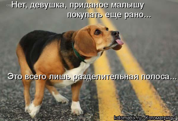 Котоматрица: Нет, девушка, приданое малышу покупать еще рано... Это всего лишь разделительная полоса...