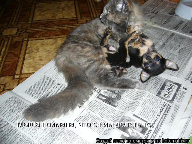 Котоматрица: Мыша поймала, что с ним делать то