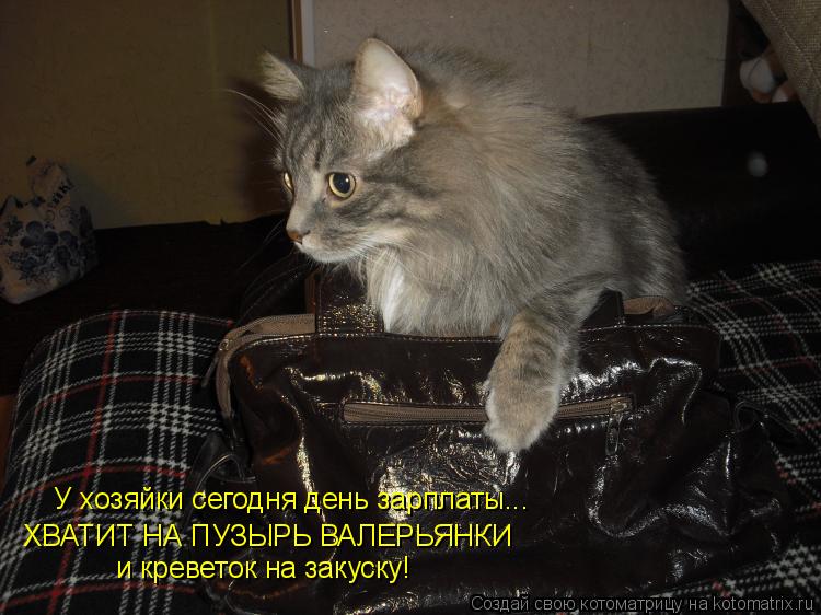 Котоматрица: У хозяйки сегодня день зарплаты... ХВАТИТ НА ПУЗЫРЬ ВАЛЕРЬЯНКИ и креветок на закуску!
