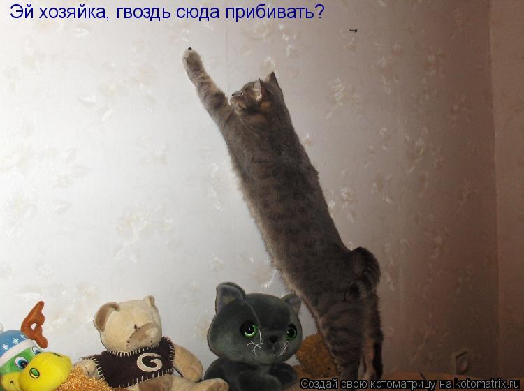 Котоматрица: Эй хозяйка, гвоздь сюда прибивать?