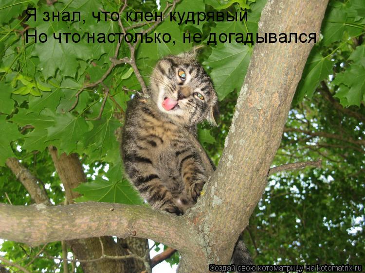 Я знал, что клен кудрявый Но что настолько, не догадывался... Котоматрица: Я знал, что клен кудрявый Но что настолько, не догадывался