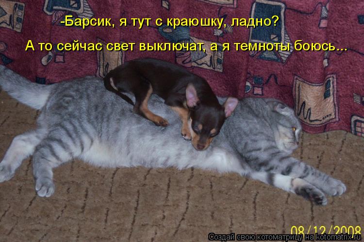 А то сейчас свет выключат, а я темноты боюсь... -Барсик, я тут с краюшку, ладно?... Котоматрица: А то сейчас свет выключат, а я темноты боюсь... -Барсик, я тут с краюшку, ладно?