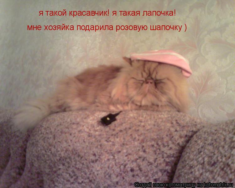я такой красавчик! я такая лапочка! мне хозяйка подарила розовую шапочку )... Котоматрица: я такой красавчик! я такая лапочка! мне хозяйка подарила розовую шапочку )