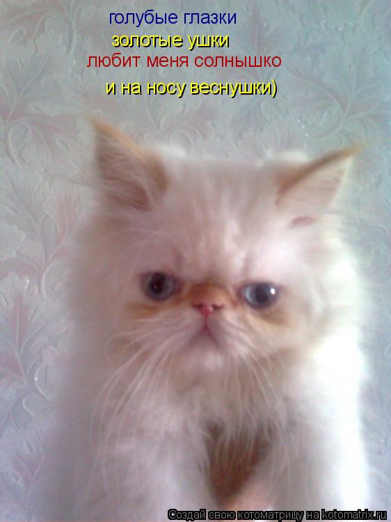 голубые глазки золотые ушки любит меня солнышко и на носу веснушки)... Котоматрица: голубые глазки золотые ушки любит меня солнышко и на носу веснушки)